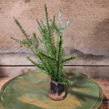 Antique Cobbler's Cast Iron Child Size