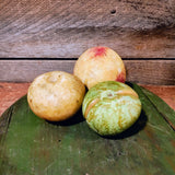 Antique Stone Fruit