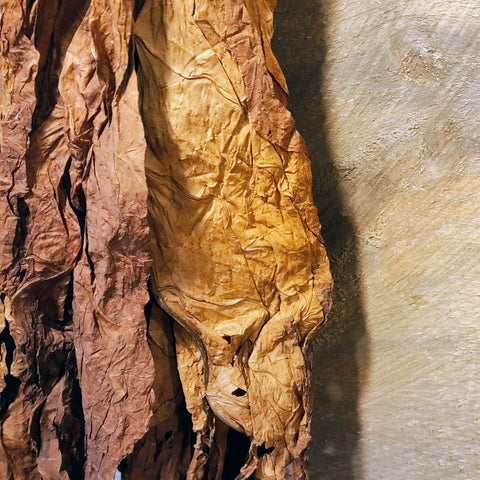 Antique primitive hanger with dried tobacco leaves