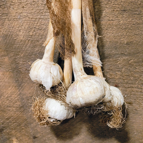 Primitive Dried Hanging Garlic