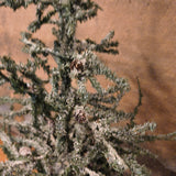 Primitive Twig Tree