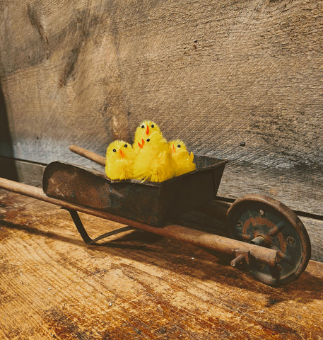 Antique Small Wheelbarrow w/chicks
