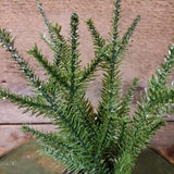 Antique Cobbler's Cast Iron Child Size