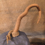 Primitive Pumpkin