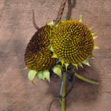 Primitive Dried Sunflowers
