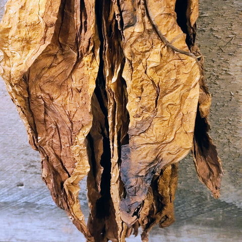 Antique primitive hanger with dried tobacco leaves