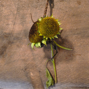 Primitive Dried Sunflowers