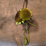 Primitive Dried Sunflowers