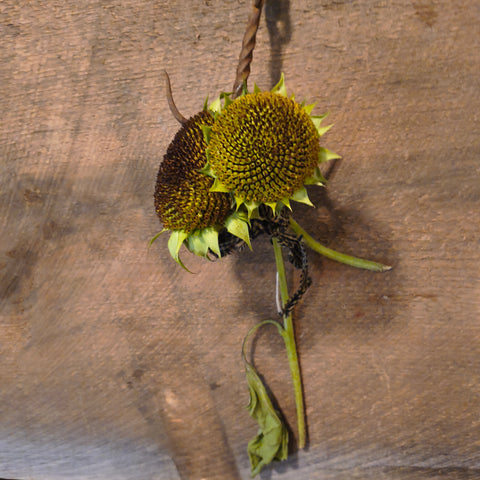 Primitive Dried Sunflowers
